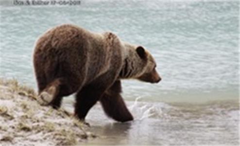 Bear Corner Adventures Bed & Bale Golden Bagian luar foto