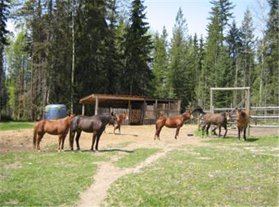 Bear Corner Adventures Bed & Bale Golden Bagian luar foto